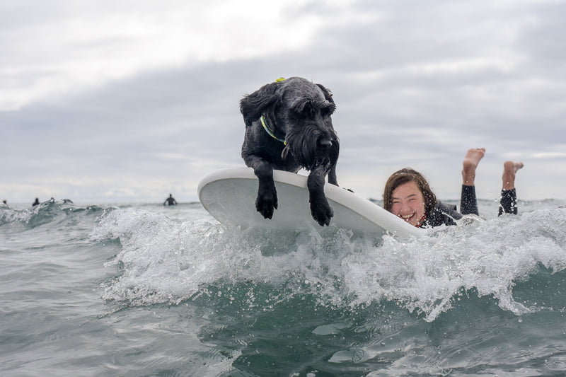 A girl surfing with a dog at the end of her board