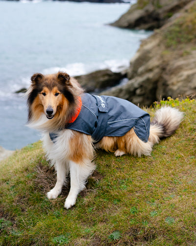 Dog wearing grey orange Dogrobe sitting on grass in front of the sea