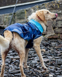 Dog stood on pebble beach facing away from camera, wearing dryrobe Dog in Blue Camo 