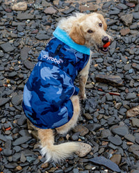 Dog sat on beach looking up at camera with orange ball in his mouth, wearing dryrobe Dog in Blue Camo 