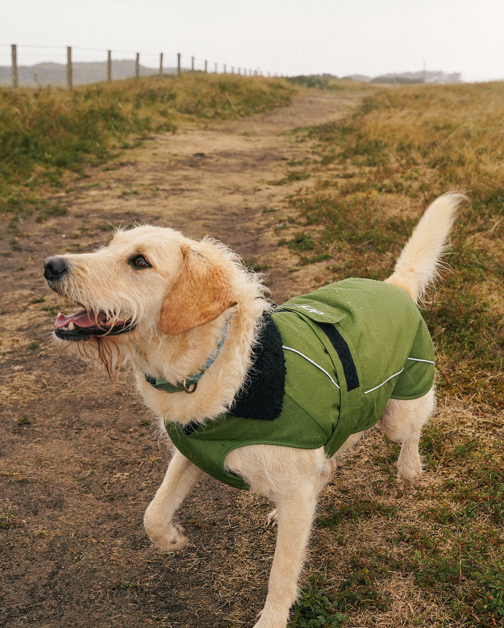 Forest Green Black Dog Coat Dryrobe Dryrobe USA forest-green-black-dog-coat-dryrobe-dryrobe-usa