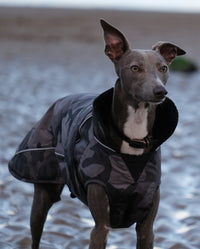 1|Grey whippet stood on a beach, wearing Black Camo dryrobe® Dog