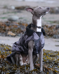 1|Grey whippet sat on a beach, wearing Black Camo dryrobe® Dog