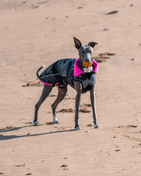 1|Whippet stood on beach with ball in mouth, wearing Black Camo Pink dryrobe® Dog