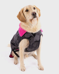1|Labradoodle sitting and facing camera, wearing a Black Camo Pink dryrobe® Dog 