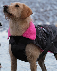 1|Labradoodle stood in the snow, wearing Black Camo Pink dryrobe® Dog