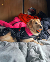 1|Labradoodle lying in van, wearing Black Camo Pink dryrobe® Dog