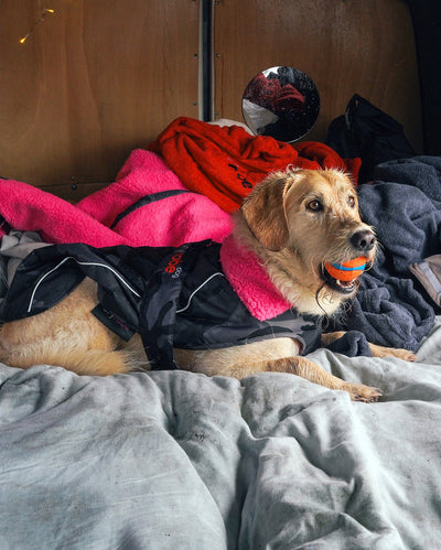 1|Labradoodle lying in van, wearing Black Camo Pink dryrobe® Dog