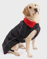 1|Labradoodle wearing Black Red dryrobe® Dog 