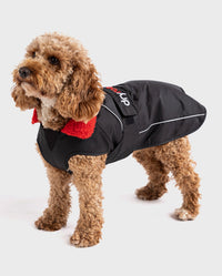 1|Cockapoo standing wearing Black Red dryrobe® Dog