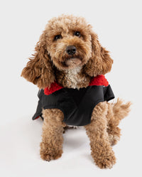 1|Cockapoo looking into camera, wearing Black Red dryrobe® Dog