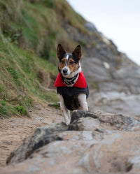 1|Small dog walking on beach, wearing Black Red dryrobe® Dog