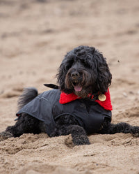 1|Black cockapoo sitting on a beach, wearing Black Red dryrobe® Dog