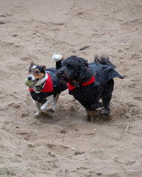 1|Two dogs playing on a beach, wearing Black Red dryrobe® Dog