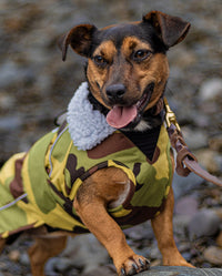 1|Small dog wearing Camo Grey dryrobe® Dog on the beach