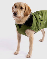 1|Labradoodle facing camera, wearing Forest Green dryrobe® Dog 