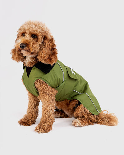 1|Cockapoo sat facing the camera, wearing Forest Green dryrobe® Dog