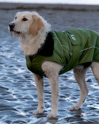 1|Labradoodle stood on a beach, wearing Forest Green dryrobe® Dog 