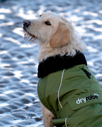 1|Labradoodle on a beach with back to the camera, wearing Forest Green dryrobe® Dog 