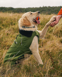 1|Labradoodle sitting in grass with paw in someone's hand, wearing Forest Green dryrobe® Dog